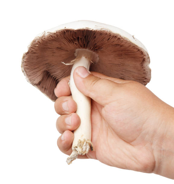 Champignon mushroom in hand isolated on white background.