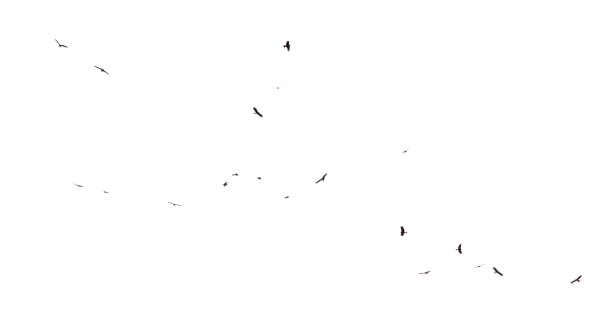 istock A flock of birds in flight isolated on a white background 2169826001