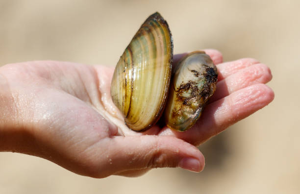 istock River shells in hand in nature. Close-up 2169826026