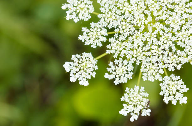 istock Small white flowers in nature. Close-up 2169826087