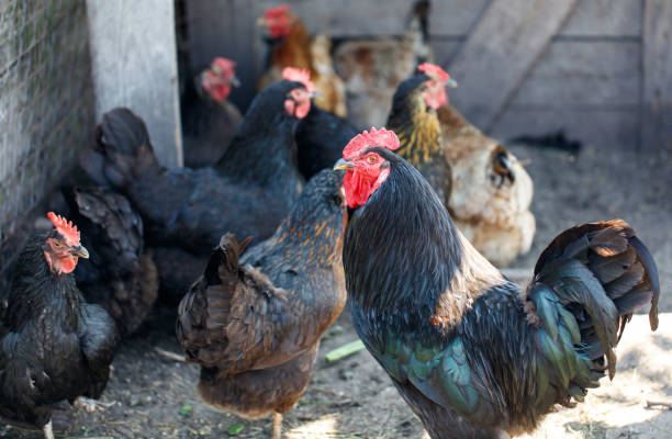 istock Black chickens and roosters in the chicken coop 2169826237