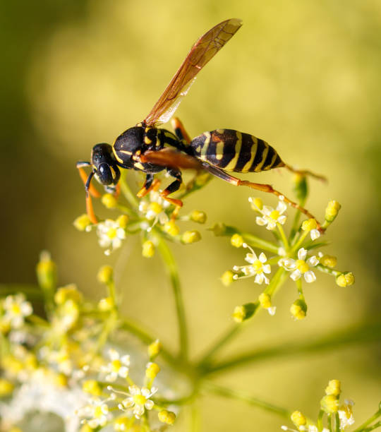 istock Wasp on a yellow flower. Macro 2169826461