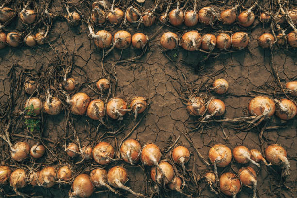 Ripe onion drying on plantation field, top view