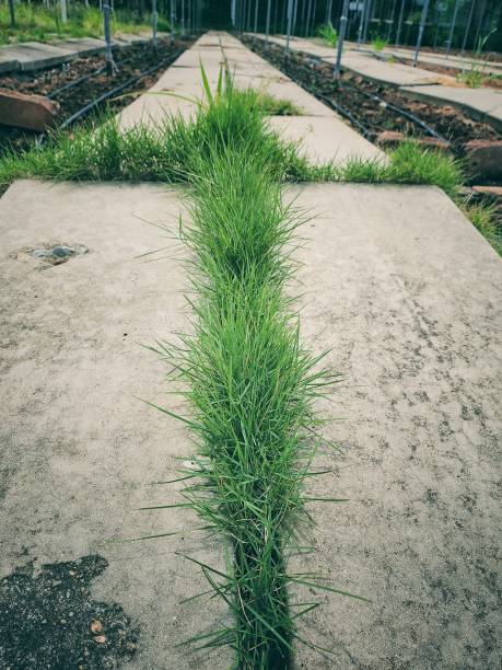 istock Green grass leaves background or texture 2169828719