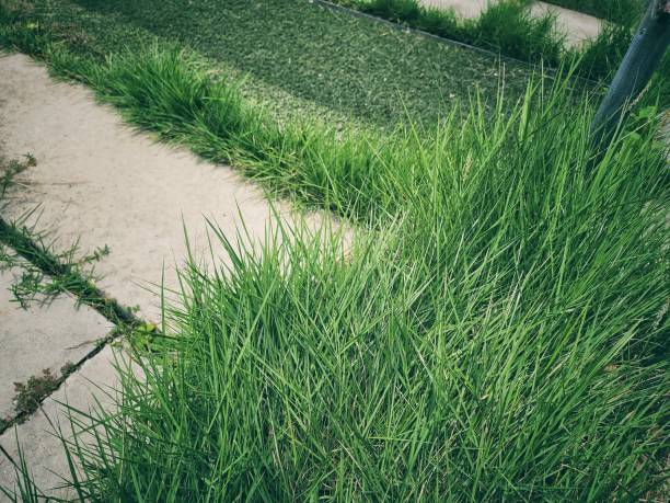 istock Green grass leaves background or texture 2169828726