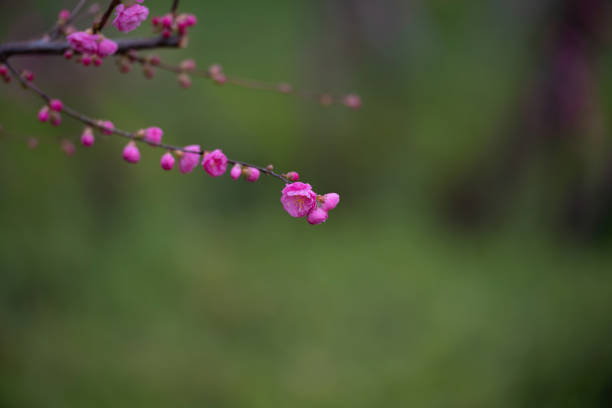 In spring, pink elmleaf plum blossoms bloom in the park