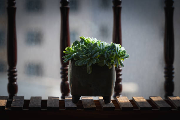 Balcony guardrail background, succulents in the sun