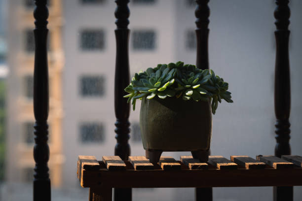 Balcony guardrail background, succulents in the sun