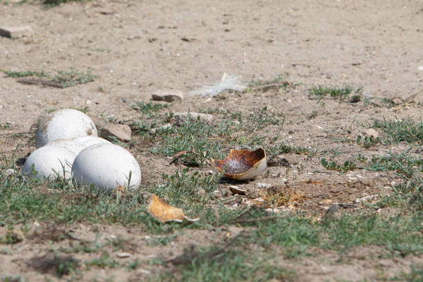 Three ostrich eggs are laying on the ground and one is broken open with yolk and egg shell fragments around it