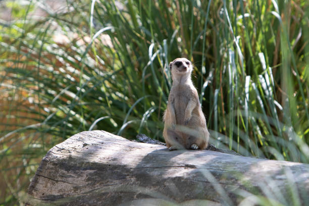 Meerkat is standing on a log, looking for danger in a sunny nature park
