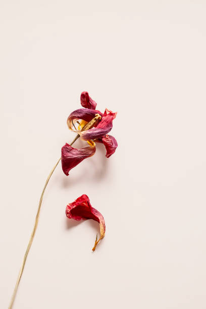 istock Withered flower on beige background. Decay and impermanence concepts. 2169832366
