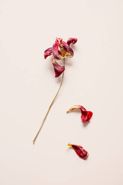 Withered flower on beige background. Decay and impermanence concepts.