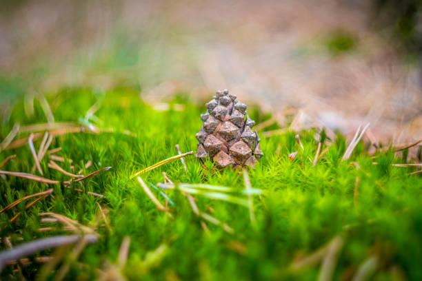 Closeup of pine cone on vibrant green moss with blurry background