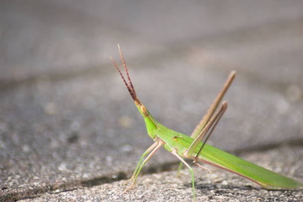 Biting Insect Long-Feeler Horror - Free photo on Pixabay