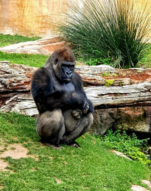 A big gorilla sitting on the grass near the stone.