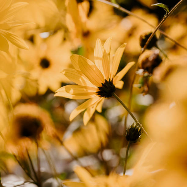 Helianthus decapetalus small thinleaf sunflower flower background. Photo taken outdoors in late summer sunlight