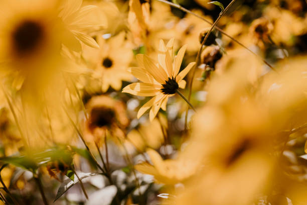 Close up of yellow flower