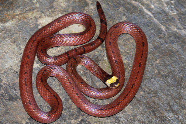 istock Sinomicrurus macclellandi, commonly known as MacClelland's coral snake, Venomous snake, Elapidae. The Endemic to southern and eastern Asia. Chamba, Himachal Pradesh. 2169835570