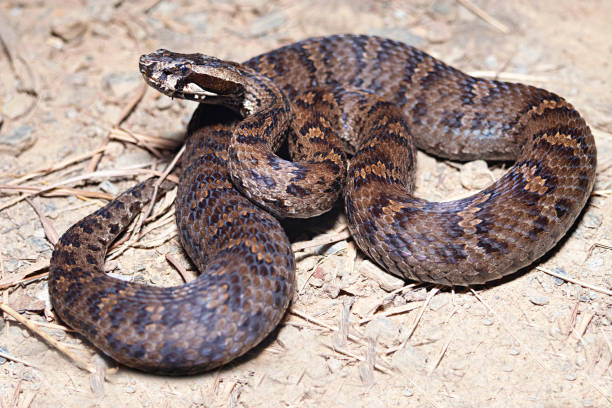 istock Gloydius himalayanus also known as the Himalayan pit viper or the Himalayan viper. VENOMOUS . Himalayas in Pakistan, India and Nepal. 2169835614