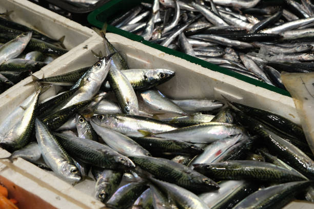 istock Fish on a market stall. 2169837087