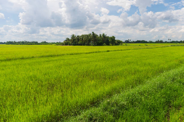 istock A vibrant green rice field stretches under a vast blue sky dotted with fluffy white clouds. The lushness of the crop and the expansive sky create a serene and tranquil scene, evoking a sense of peace 2169837111