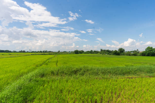 istock A vibrant green rice field stretches under a vast blue sky dotted with fluffy white clouds. The lushness of the crop and the expansive sky create a serene and tranquil scene, evoking a sense of peace 2169837135