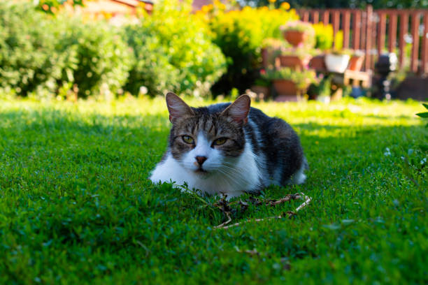istock Portrait of cat 2169837440