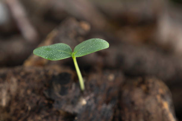 Fresh plant sprouts, environmental problem image