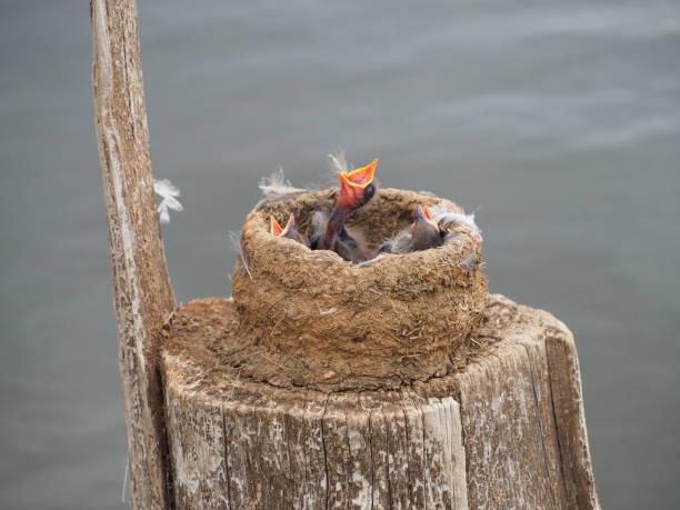 Hungry Pee Wee baby birds calling to be fed.