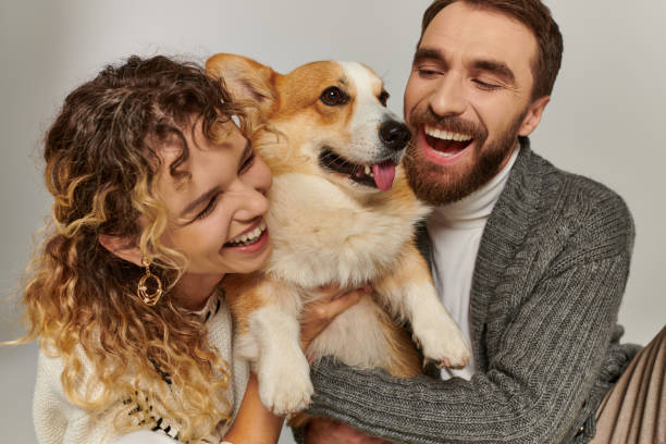 istock Joyful couple enjoying time with their playful Welsh Corgi in studio 2169840610