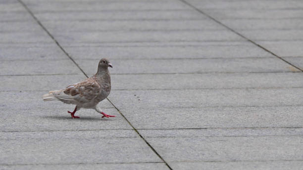 istock A pigeon walking  on the ground. Light brown feather.  Red feet. 2169842304