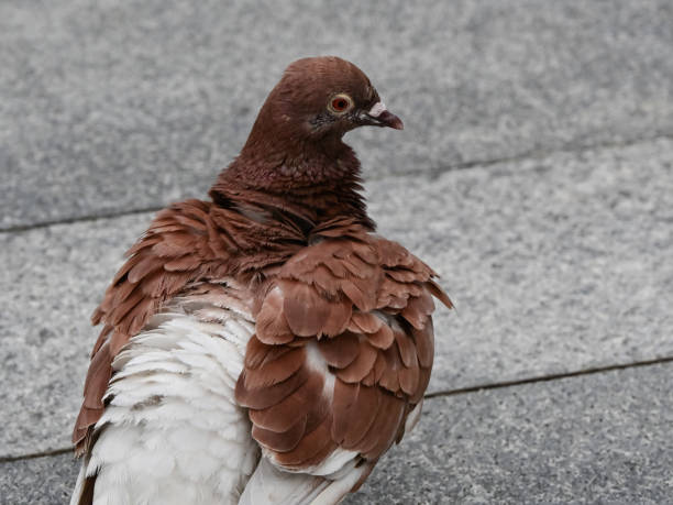 A brown and white pigeon.