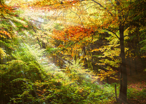 istock Bright rays between trees in autumn season deep into the forest 2169842778