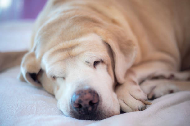 istock Fat Labrador Retriever sleeps on white mattress and soft focus horizontal shape. 2169842863