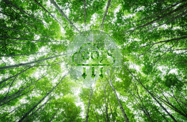 istock Natural carbon capture solution. Green trees in forest as carbon sink. Sustainable ecosystems. Climate change. Environmental sustainability. Carbon-neutral green forests. Natural carbon sequestration. 2169843196