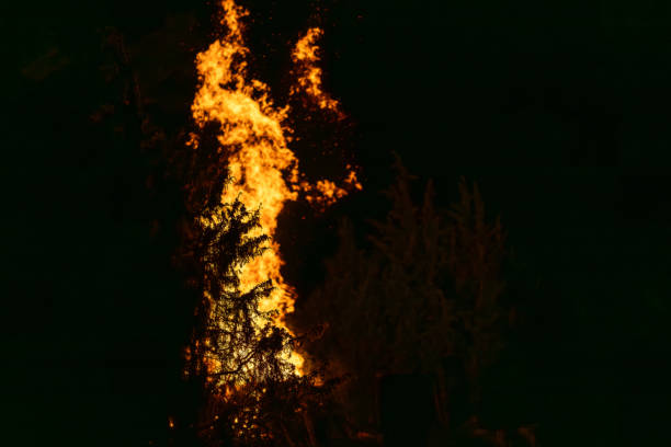 Juniper in the night in the foreground, fire in the background. Burning fire with tongues of flame. Midsummer Bonfire. The Night of Ancient Bonfires background.