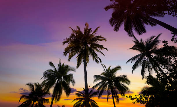 istock Banner Summer with colorful theme as palm trees background as texture frame background 2169844153