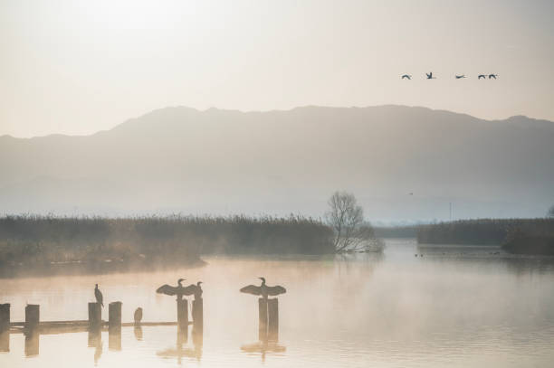 istock Great Cormorant at Fukushima Lagoon 2169849436