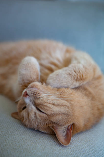 istock A relaxed orange cat peacefully sleeping on a soft, textured surface in a cozy indoor environment, basking in comfort and tranquility during a sunny afternoon 2169851437