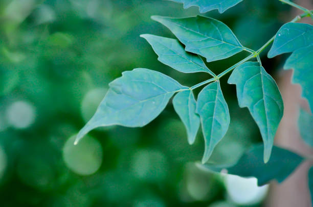 Cork tree, Indian cork tree or Millingtonia hortensis Linn or BIGNONIACEAE or small Cork tree or tree background