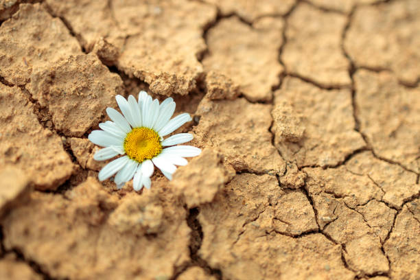 istock A white flower is growing in the dirt 2169852959
