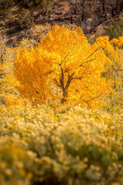 istock Siingle tree covered with orange leaves in a wildflower meadow in October 2169854178