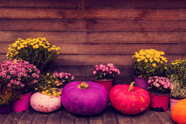 Pumpkin. Autumn fair.