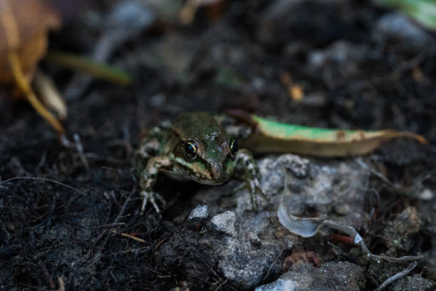 Frog on a green leaf, camera view, macro photo