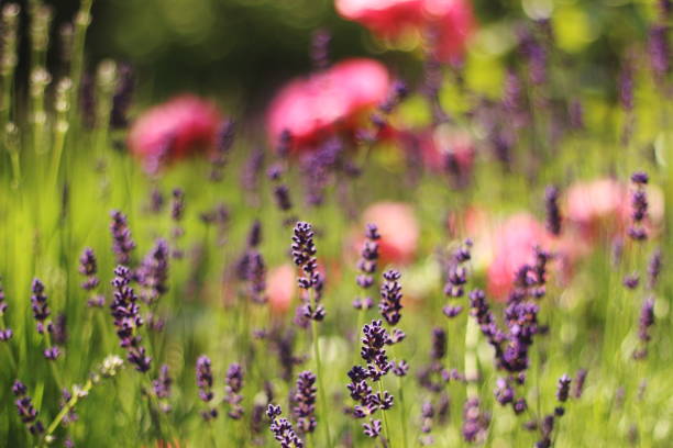 A delicate floral shot featuring vibrant lavender in the foreground with soft, blooming roses in the background. The image captures the harmonious blend of colors and textures