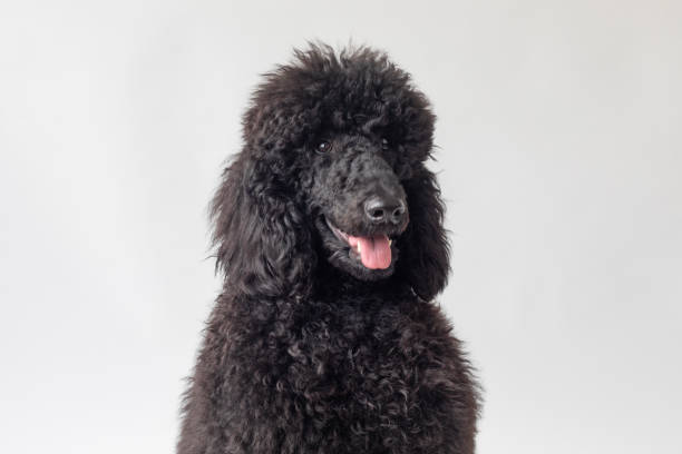 istock Portrait of a Poodle 2169855104