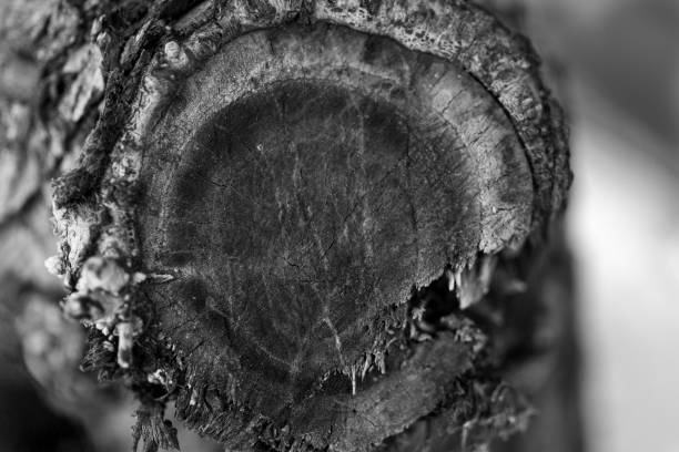 Black and white detailed capture of wooden log