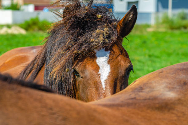 Icelandic Horse On A Summer Meadow, The Faroe Islands, Denmark