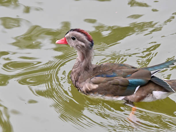istock Baby duck. Duckling. Red beak. 2169859801