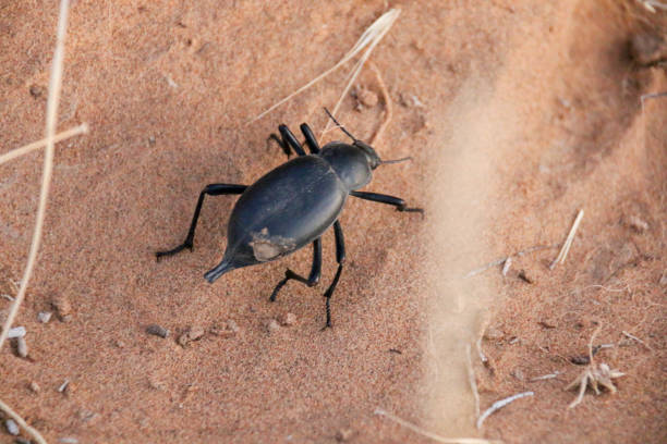 istock Macro Black Beetle Traversing over Sandy Terrain Rugged exoskeleton and natural habitat. Insect on Pink Sand with Straw around the edges shows Wildlife. Paws and Antennae highly detailed 2169860477